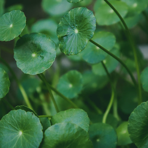 Centella Asiatica