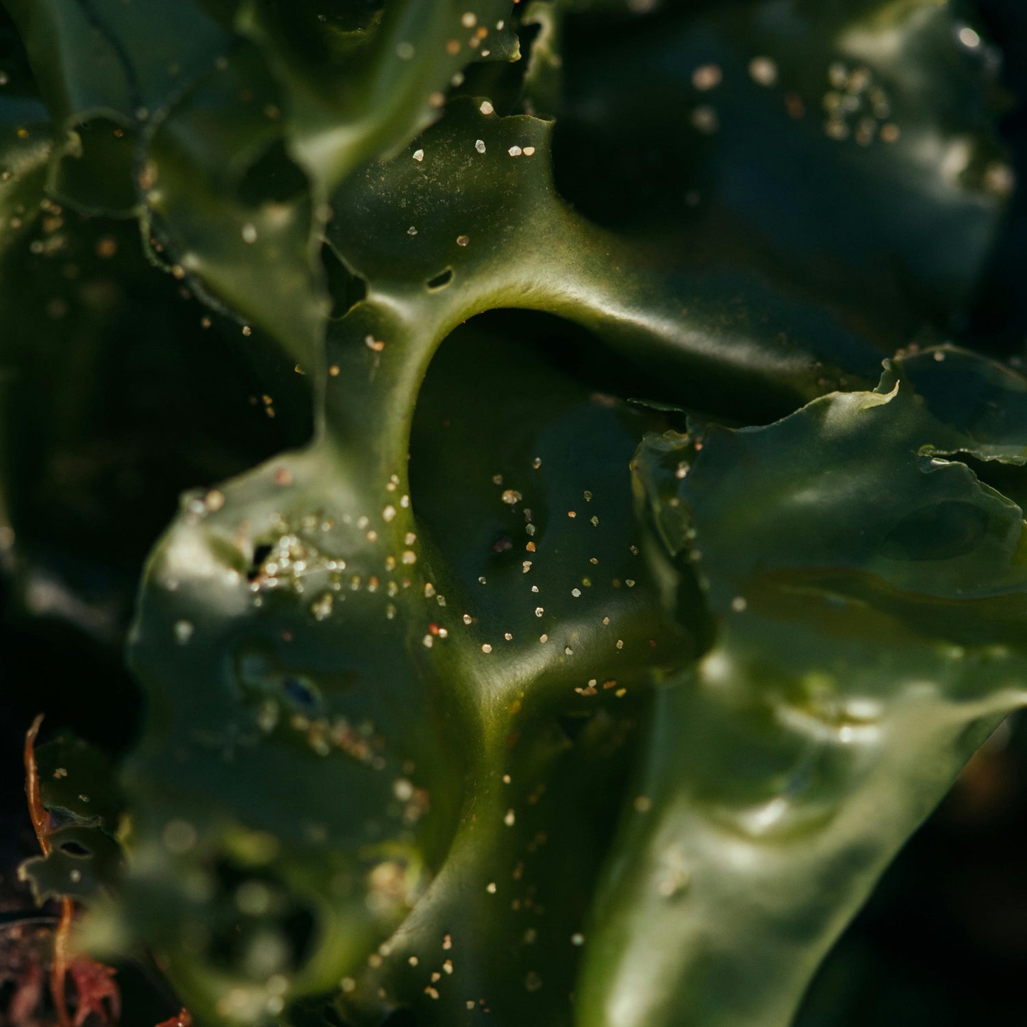 Ascophyllum Nodosum et son utilisation dans les compléments alimentaires et cosmétiques