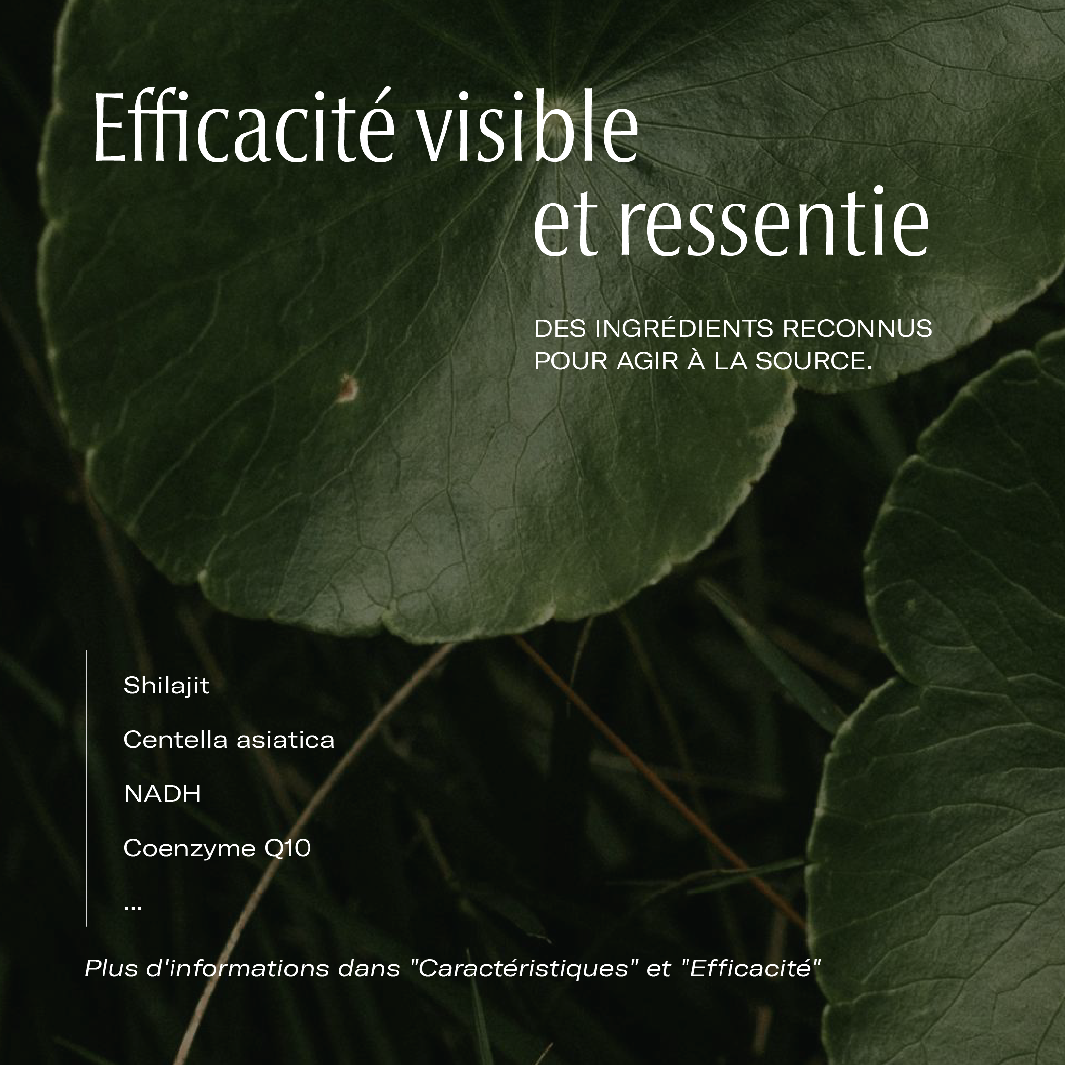 Complément collagène longévité